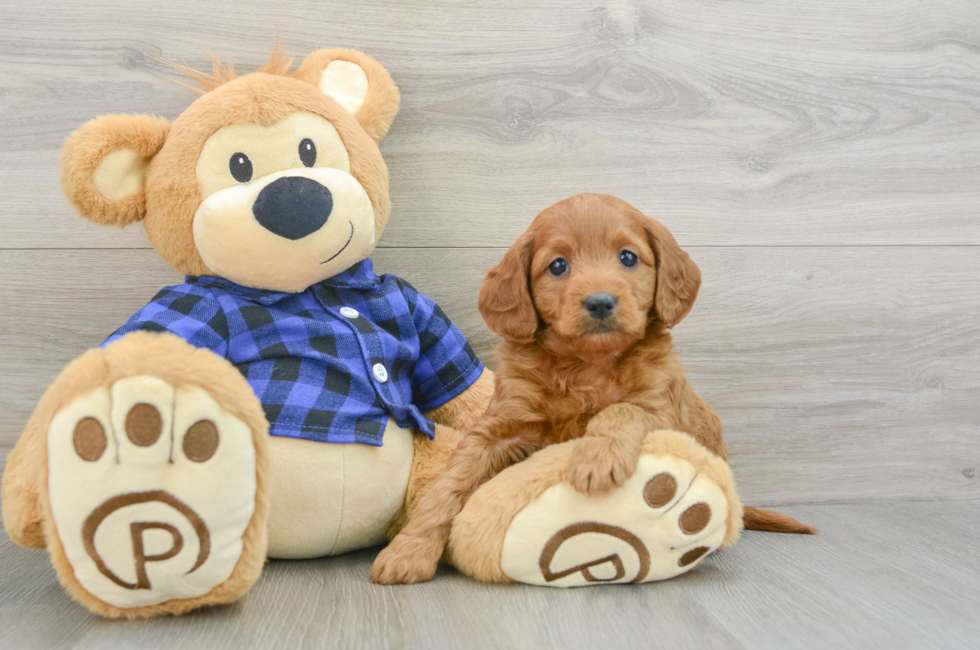 5 week old Mini Goldendoodle Puppy For Sale - Simply Southern Pups