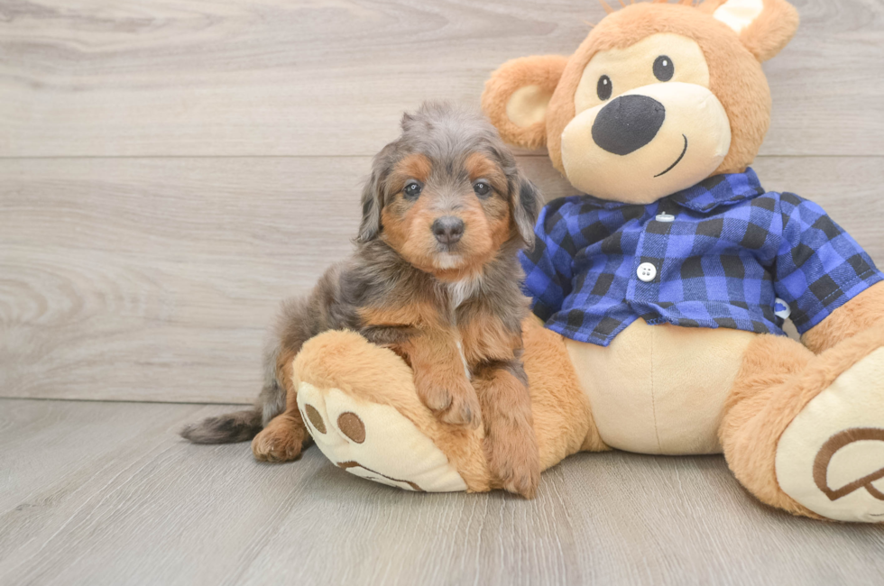 6 week old Mini Goldendoodle Puppy For Sale - Simply Southern Pups
