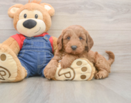 7 week old Mini Goldendoodle Puppy For Sale - Simply Southern Pups