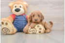 Best Mini Goldendoodle Baby