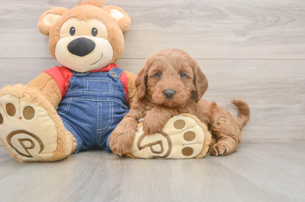5 week old Mini Goldendoodle Puppy For Sale - Simply Southern Pups