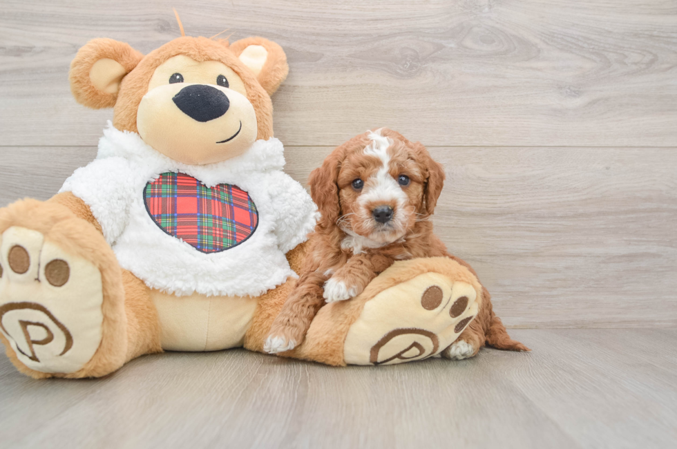 5 week old Mini Goldendoodle Puppy For Sale - Simply Southern Pups