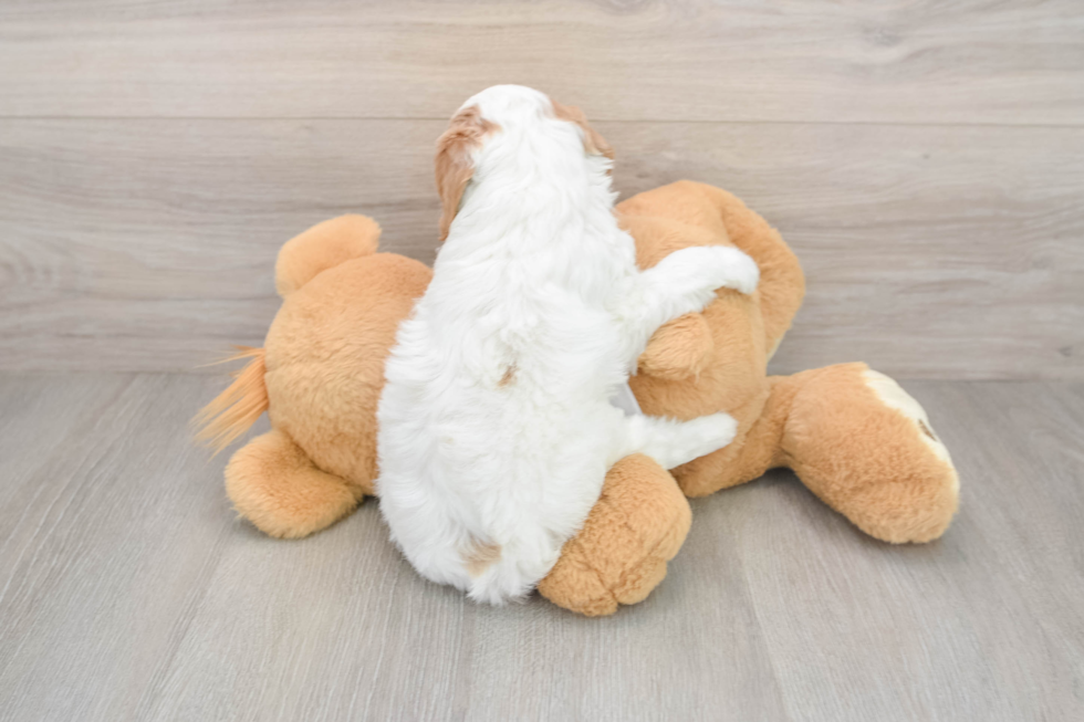 Mini Goldendoodle Puppy for Adoption