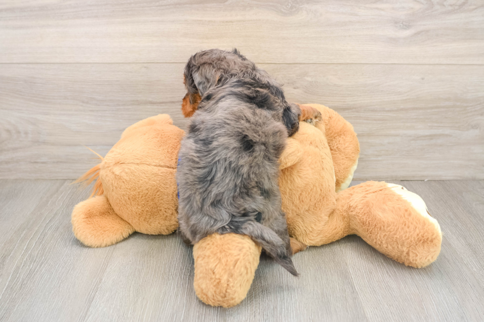 Best Mini Goldendoodle Baby