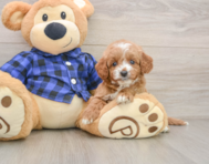 7 week old Mini Goldendoodle Puppy For Sale - Simply Southern Pups