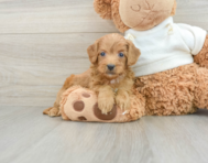 9 week old Mini Goldendoodle Puppy For Sale - Simply Southern Pups