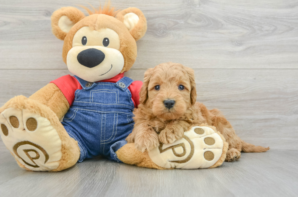 6 week old Mini Goldendoodle Puppy For Sale - Simply Southern Pups