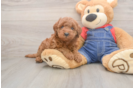 Mini Goldendoodle Pup Being Cute