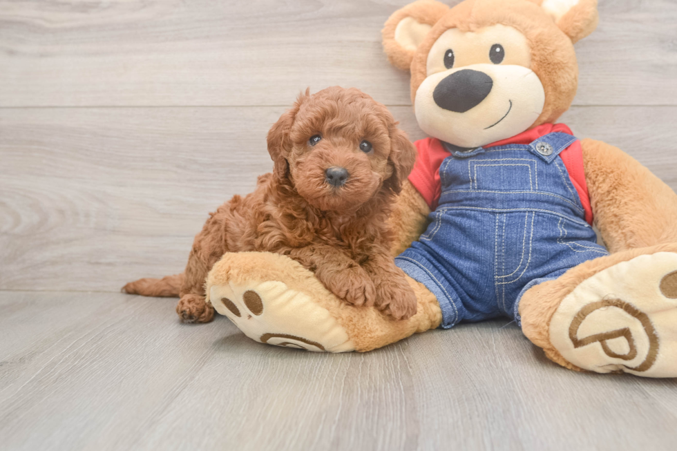Mini Goldendoodle Pup Being Cute