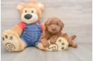 Smart Mini Goldendoodle Poodle Mix Pup