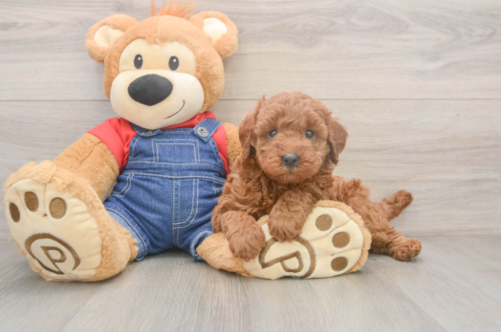 5 week old Mini Goldendoodle Puppy For Sale - Simply Southern Pups