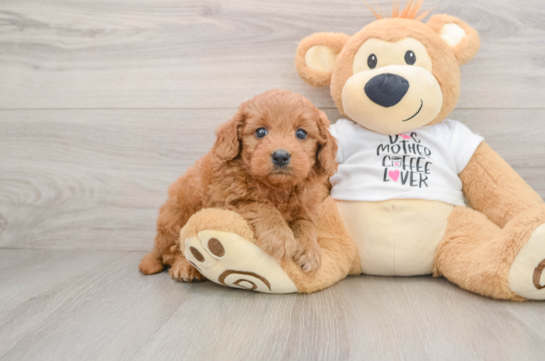 Hypoallergenic Mini Goldiepoo Poodle Mix Puppy