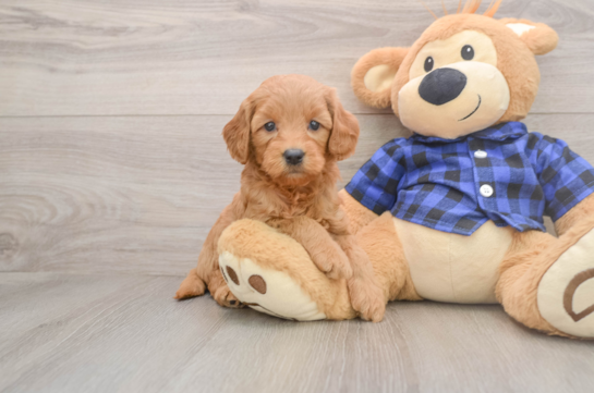 Small Mini Goldendoodle Baby