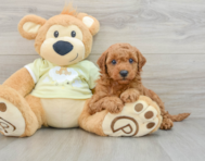 7 week old Mini Goldendoodle Puppy For Sale - Simply Southern Pups