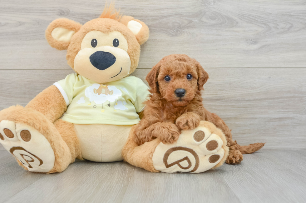 7 week old Mini Goldendoodle Puppy For Sale - Simply Southern Pups