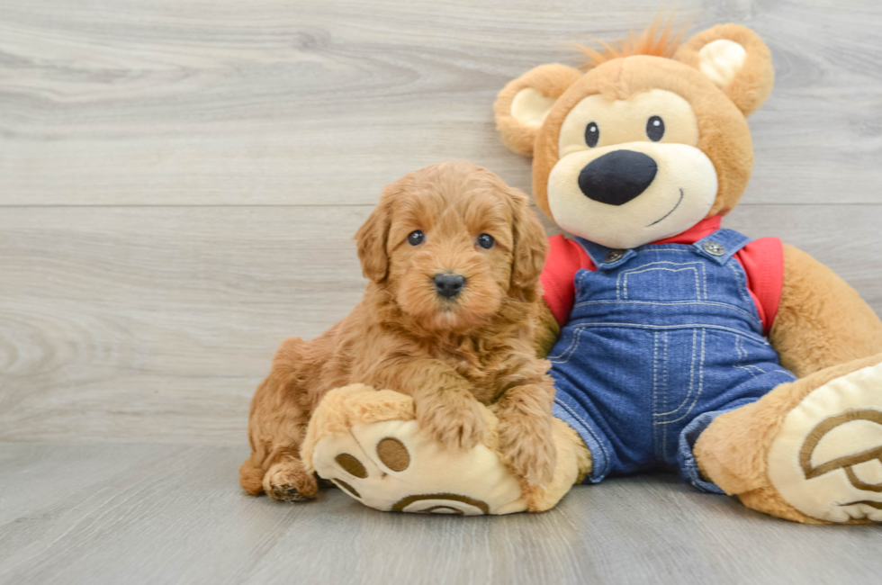 6 week old Mini Goldendoodle Puppy For Sale - Simply Southern Pups