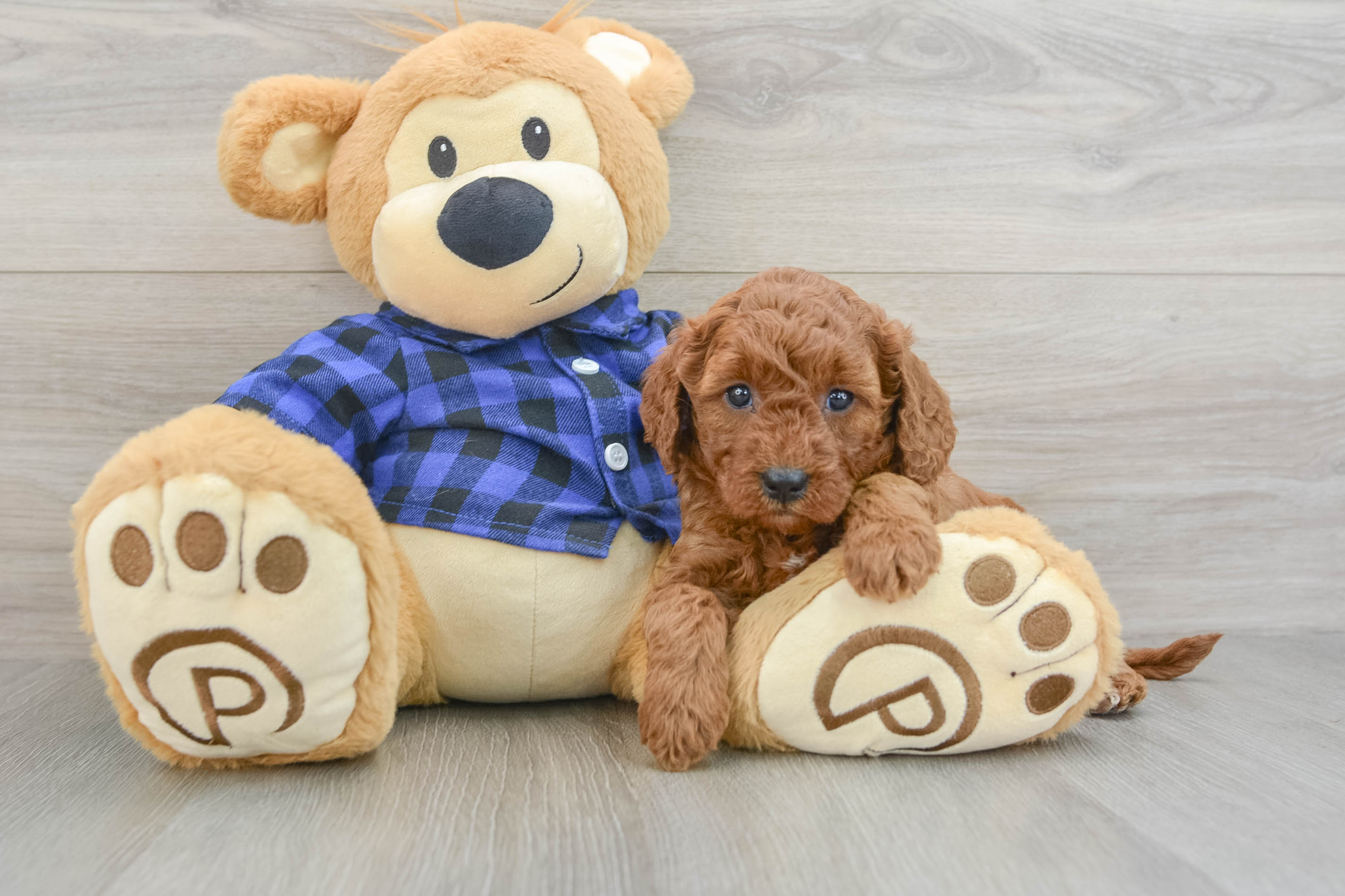 Mini Goldendoodle Julianna: 3lb 6oz Doodle Puppy Mini Goldendoodle Julianna: 3lb 6oz Doodle Puppy