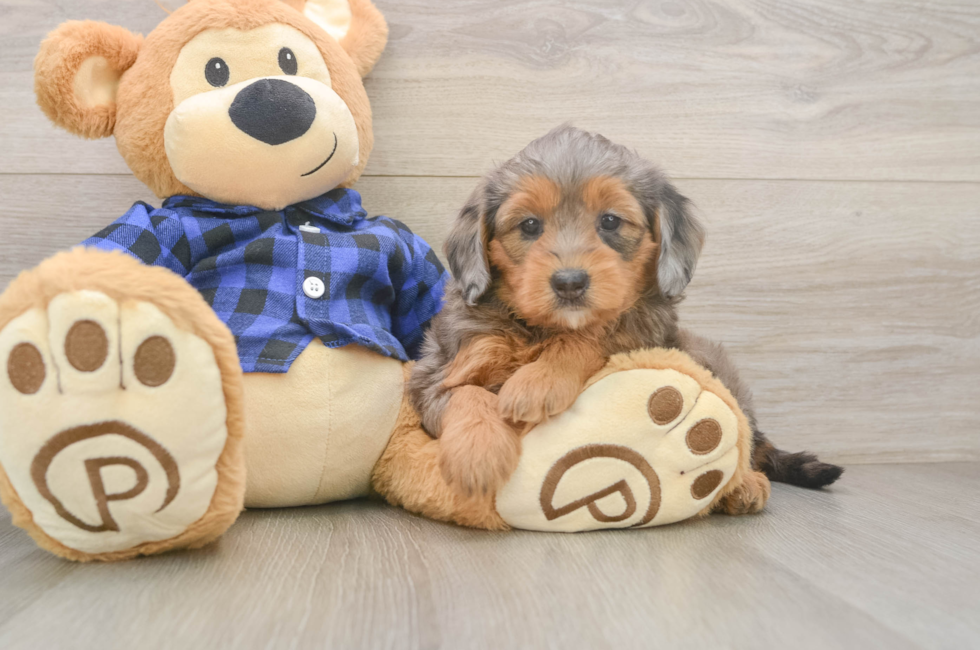 6 week old Mini Goldendoodle Puppy For Sale - Simply Southern Pups