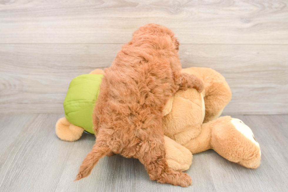 Adorable Golden Retriever Poodle Mix Poodle Mix Puppy