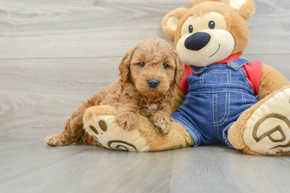 Cute Mini Goldendoodle Baby