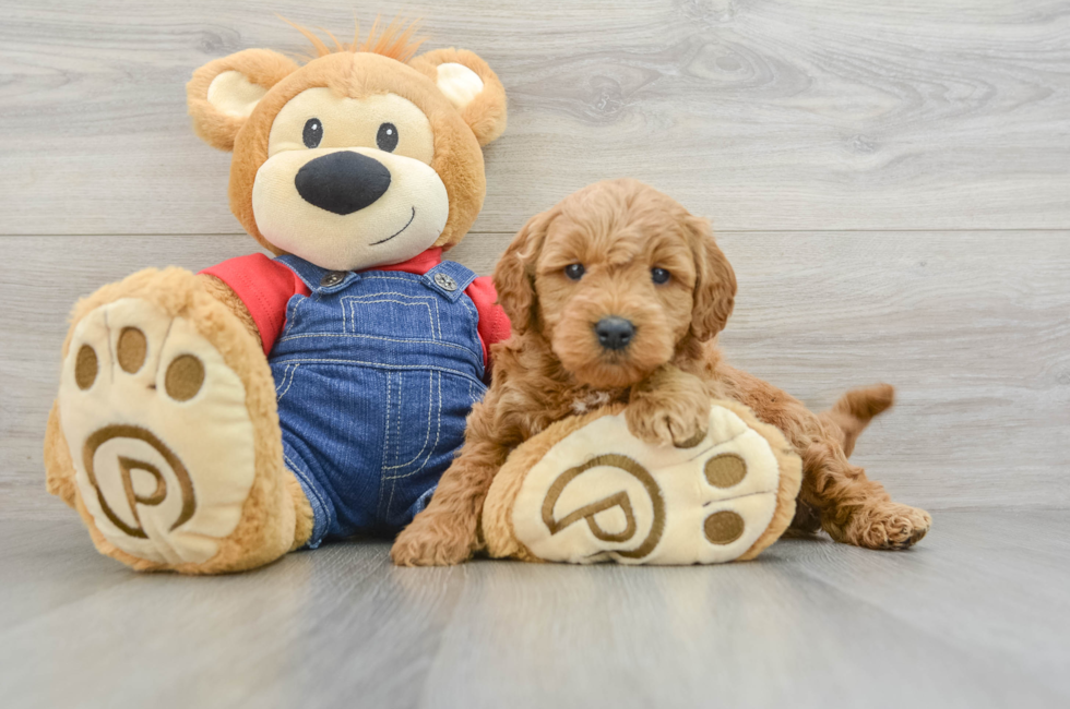 6 week old Mini Goldendoodle Puppy For Sale - Simply Southern Pups