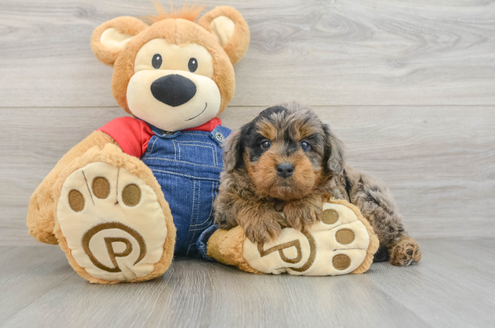 7 week old Mini Goldendoodle Puppy For Sale - Simply Southern Pups