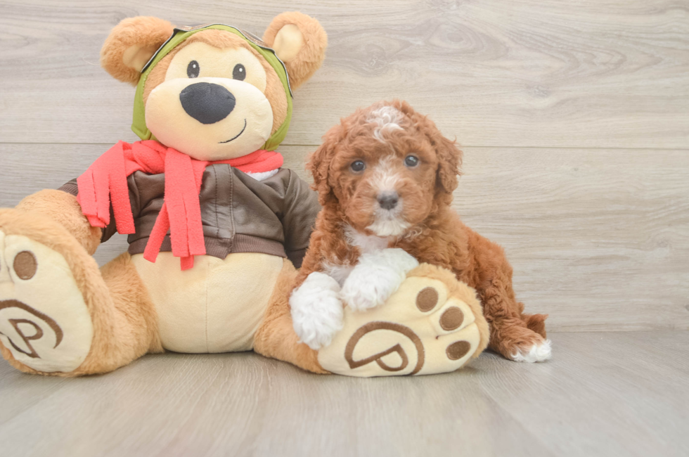 5 week old Mini Goldendoodle Puppy For Sale - Simply Southern Pups