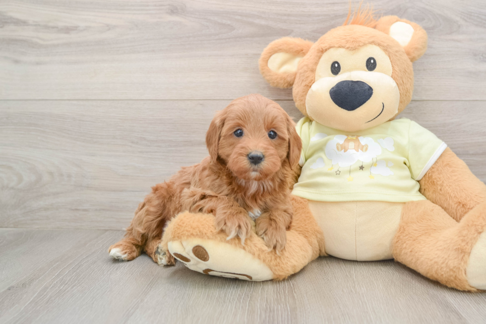 Cute Mini Goldendoodle Baby