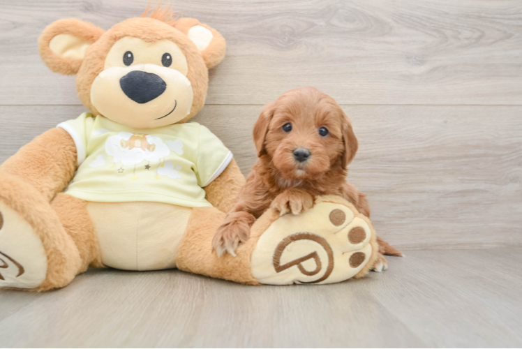 Mini Goldendoodle Pup Being Cute