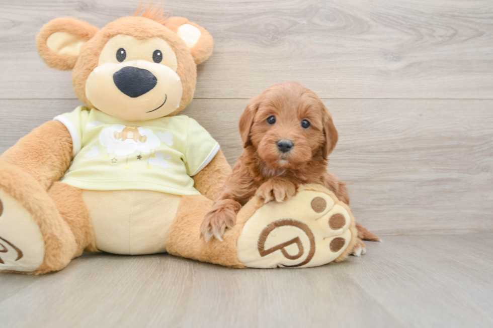 Mini Goldendoodle Pup Being Cute