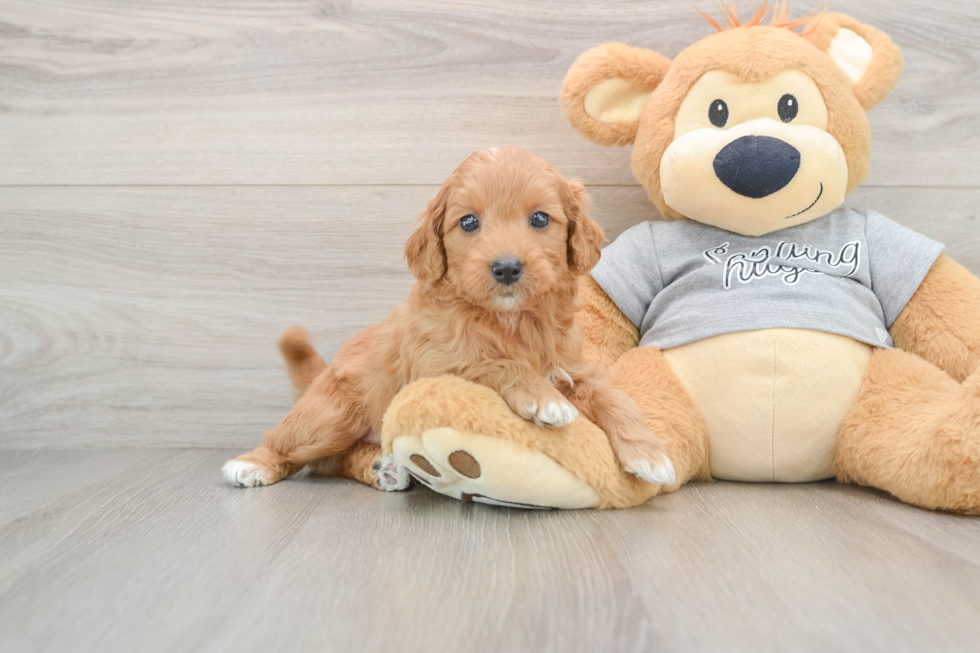 Mini Goldendoodle Puppy for Adoption