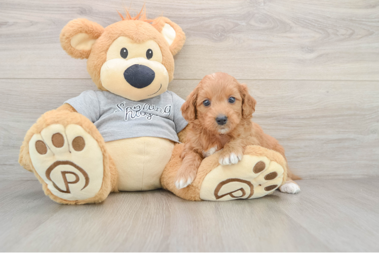 Sweet Mini Goldendoodle Baby