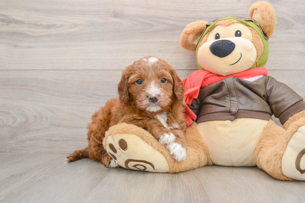 Fluffy Mini Goldendoodle Poodle Mix Pup