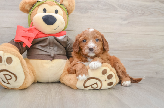 Funny Mini Goldendoodle Poodle Mix Pup