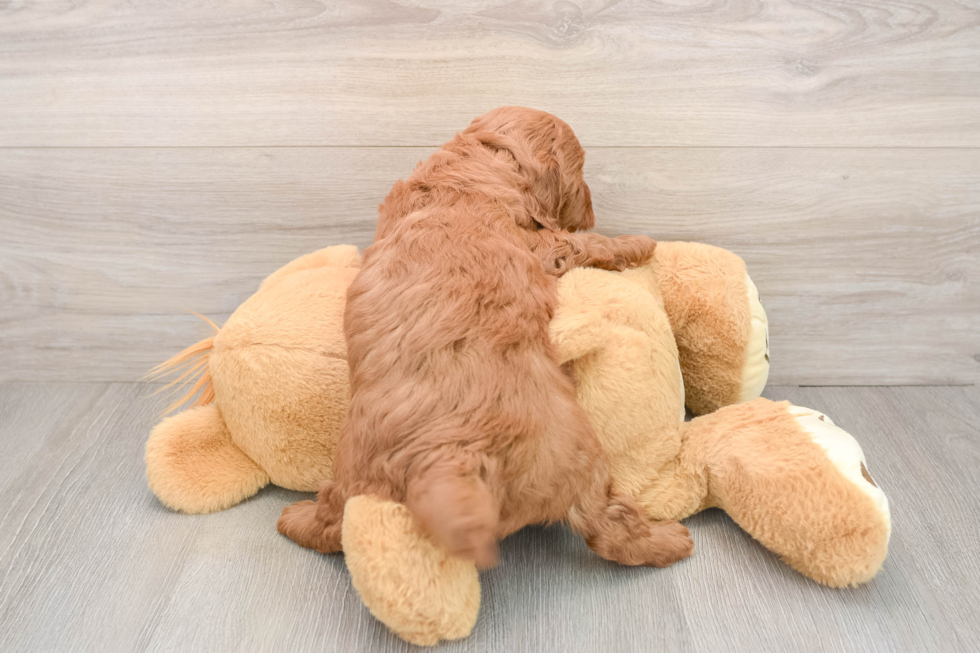 Mini Goldendoodle Puppy for Adoption
