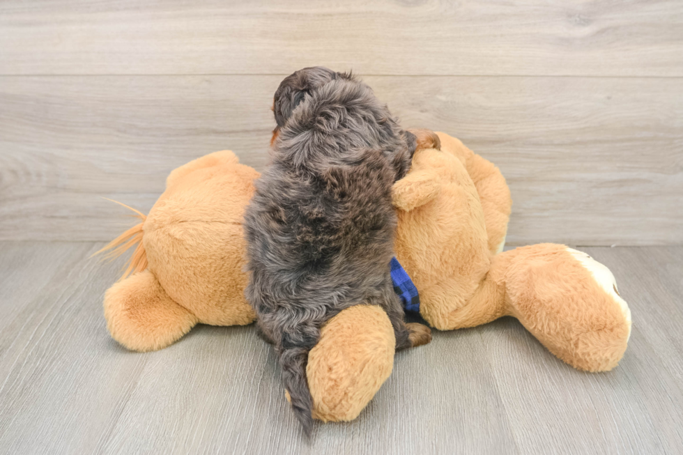 Mini Goldendoodle Pup Being Cute