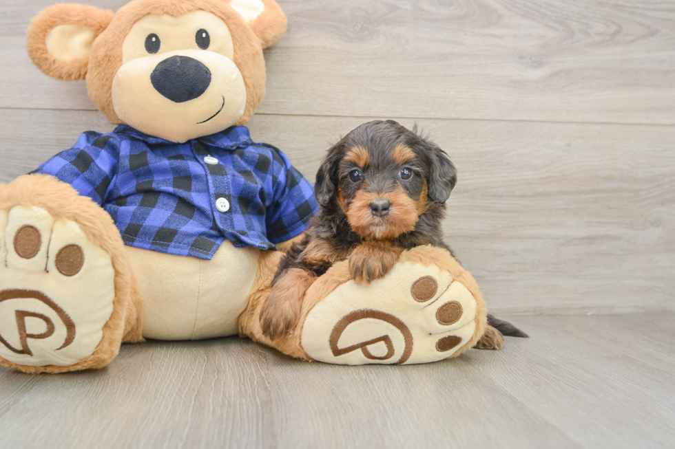 Mini Goldendoodle Puppy for Adoption
