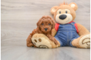 Small Mini Goldendoodle Baby