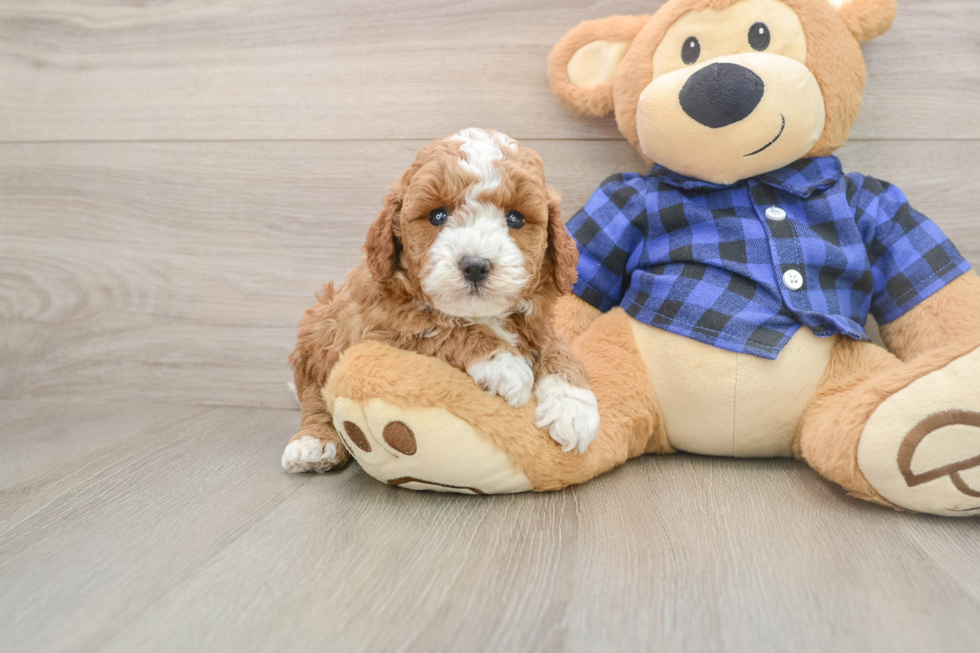 Mini Goldendoodle Puppy for Adoption