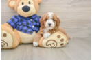 Mini Goldendoodle Puppy for Adoption