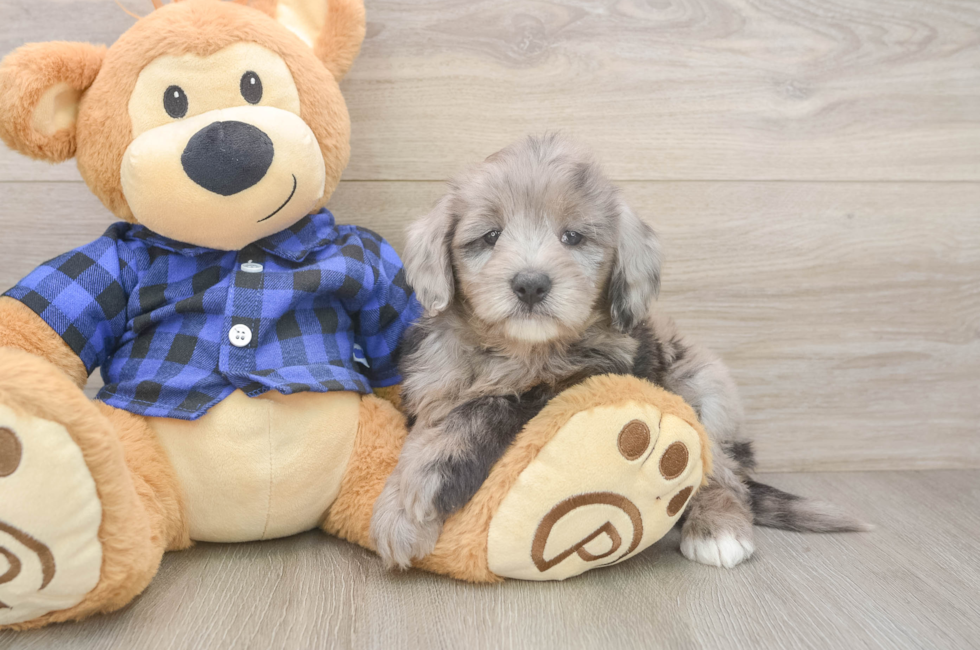 6 week old Mini Goldendoodle Puppy For Sale - Simply Southern Pups