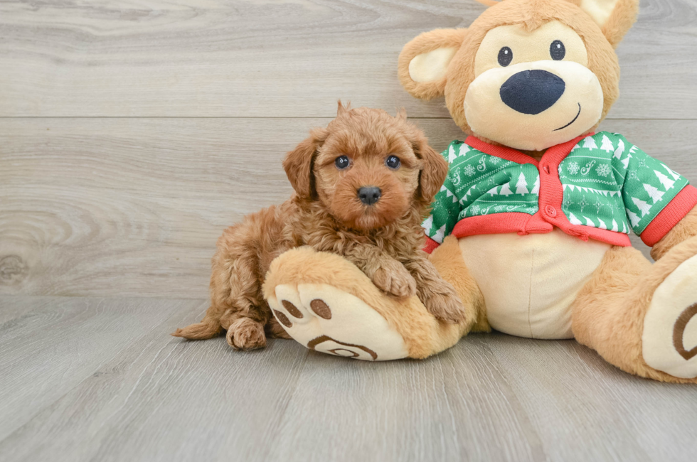 5 week old Mini Goldendoodle Puppy For Sale - Simply Southern Pups