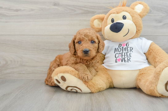 Friendly Mini Goldendoodle Baby