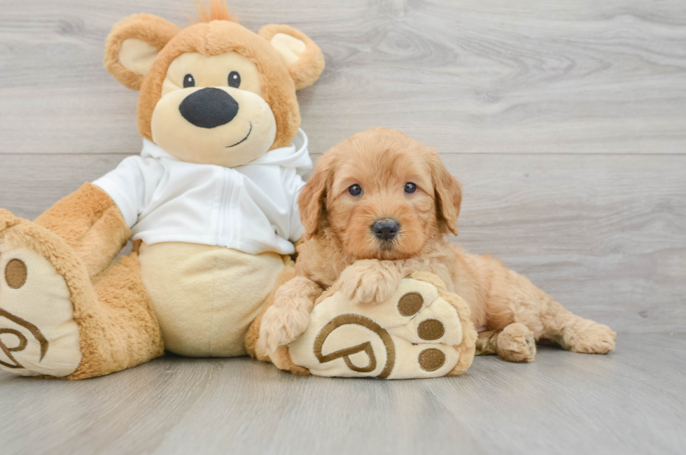7 week old Mini Goldendoodle Puppy For Sale - Simply Southern Pups