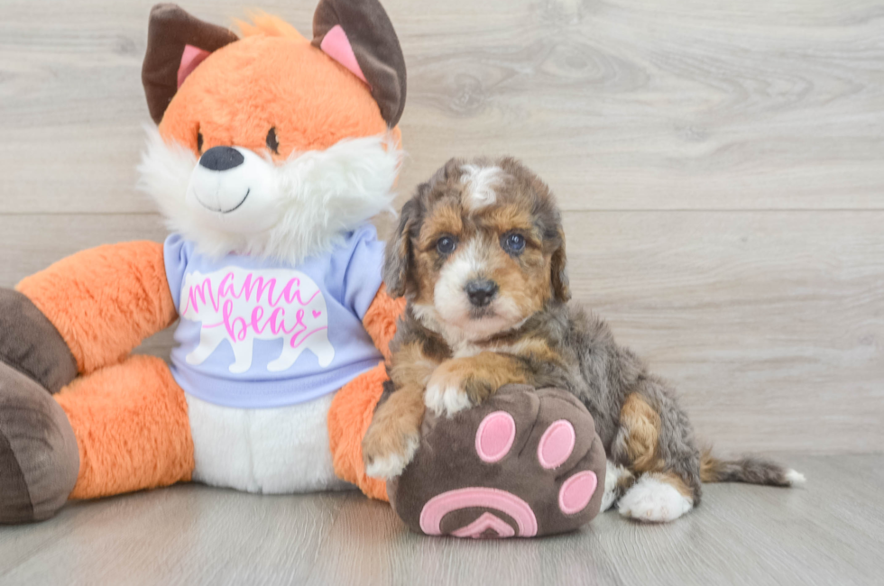 5 week old Mini Goldendoodle Puppy For Sale - Simply Southern Pups