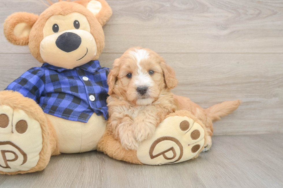 5 week old Mini Goldendoodle Puppy For Sale - Simply Southern Pups