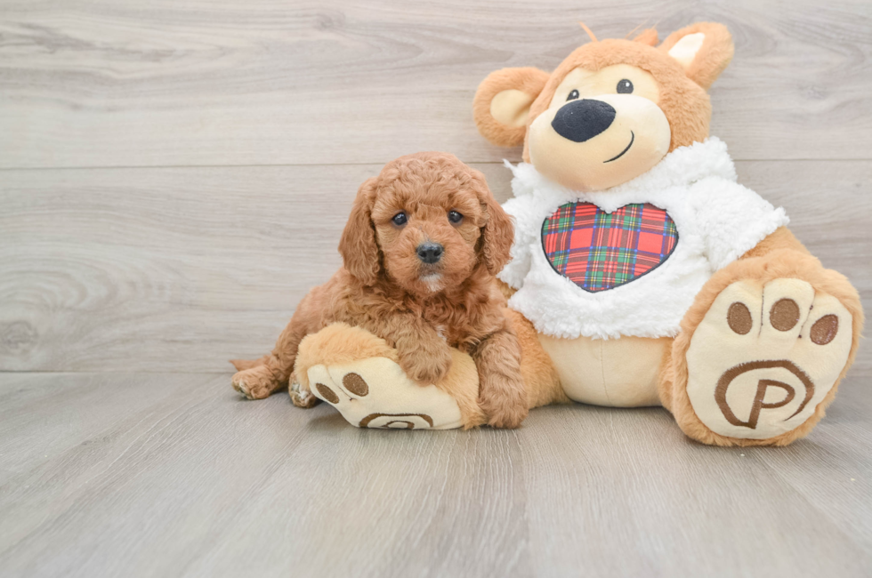 5 week old Mini Goldendoodle Puppy For Sale - Simply Southern Pups