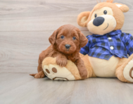 7 week old Mini Goldendoodle Puppy For Sale - Simply Southern Pups