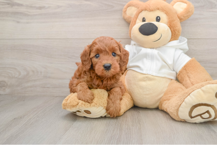 Best Mini Goldendoodle Baby