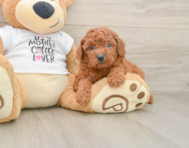 7 week old Mini Goldendoodle Puppy For Sale - Simply Southern Pups